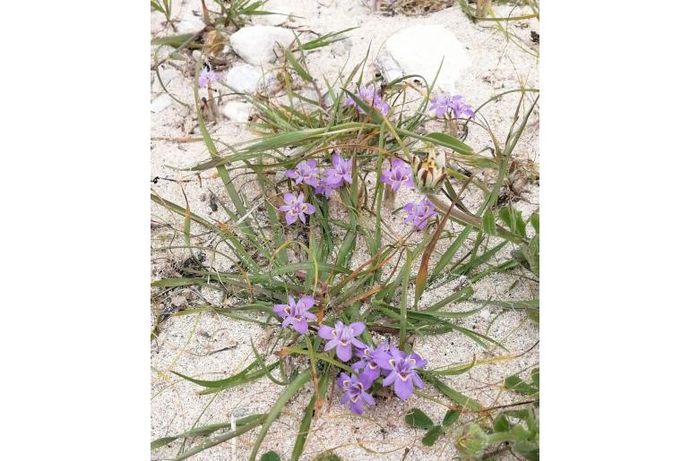 Moraea setifolia -4551