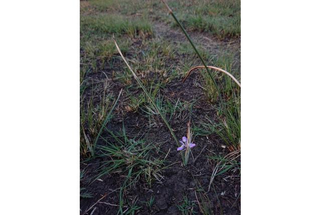 Soortgelijke moraea
