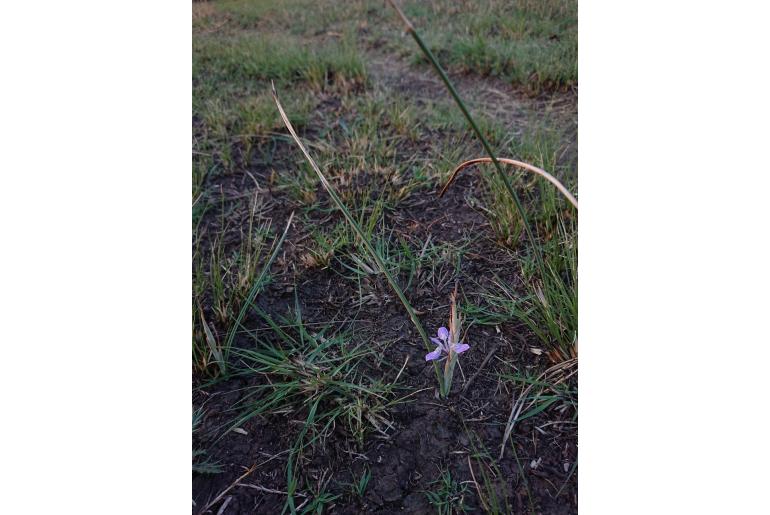 Moraea simulans -4552