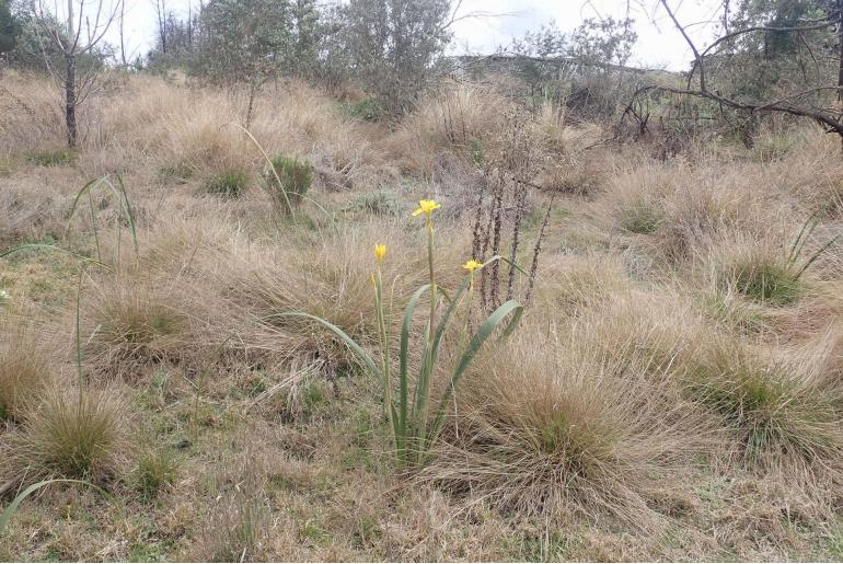 Moraea spathulata -4553