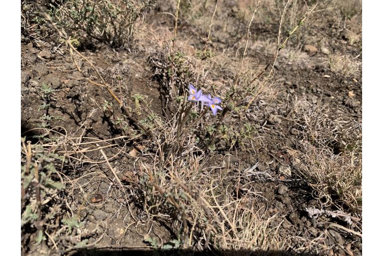 Moraea stricta -4554