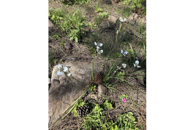 Interne kelkblaadjes met drie lobben moraea