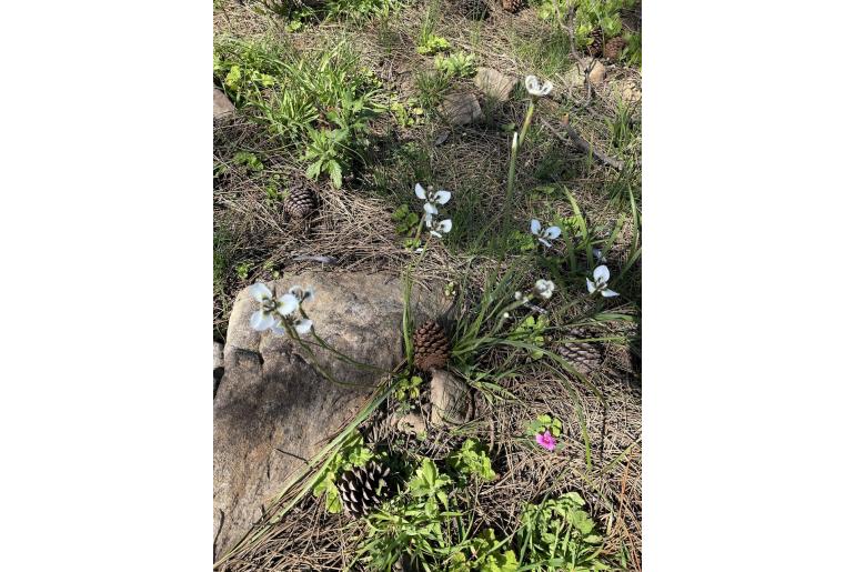 Moraea tricuspidata -4555