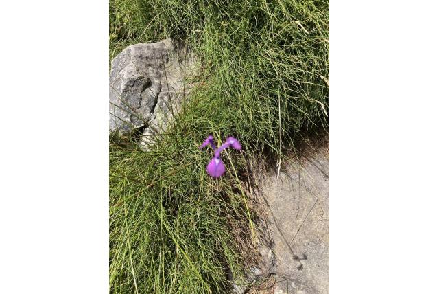 Drie bloemblaadjes Moraea
