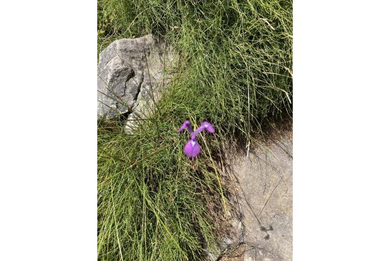 Moraea tripetala -4556