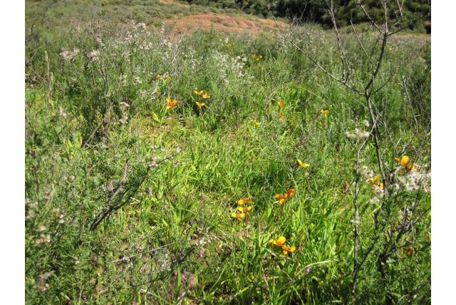 Tulbagh Moraea