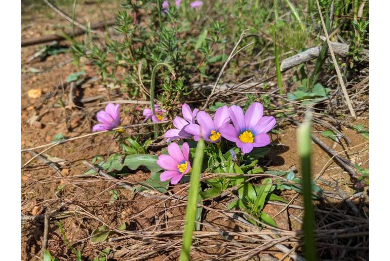 Moraea versicolor -4560