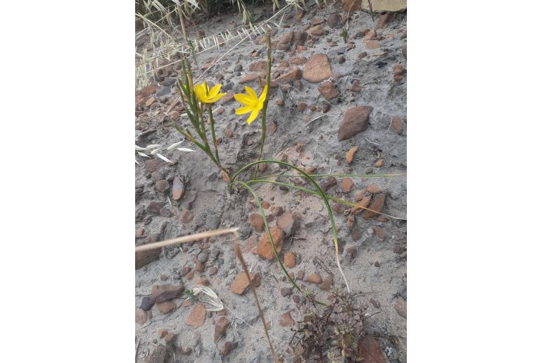 Moraea virgata -4561