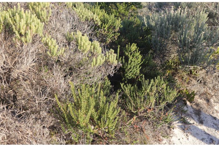 Myrica cordifolia -4564