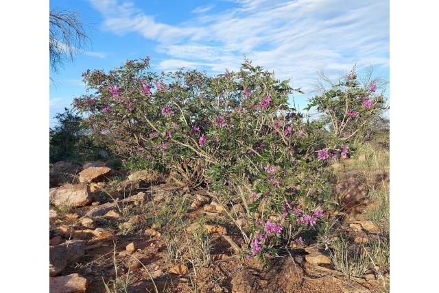 Zijdezachte mundulea