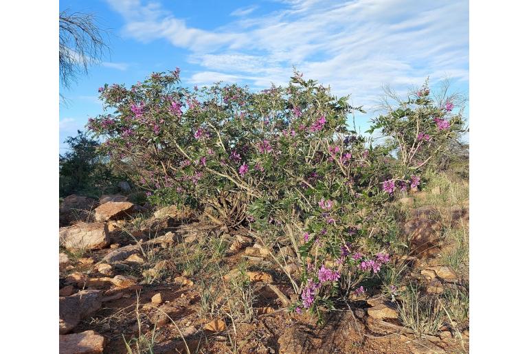 Mundulea sericea -4565