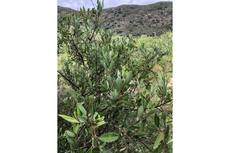 Noltea africana -4568