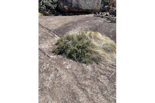 Myrothamnus met waaiervormig blad