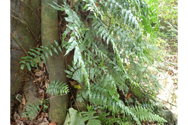 Dubbel getande nephrolepis