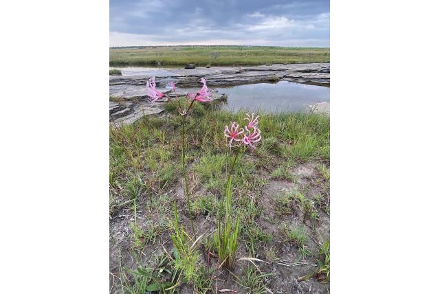 Smalbladige nerine