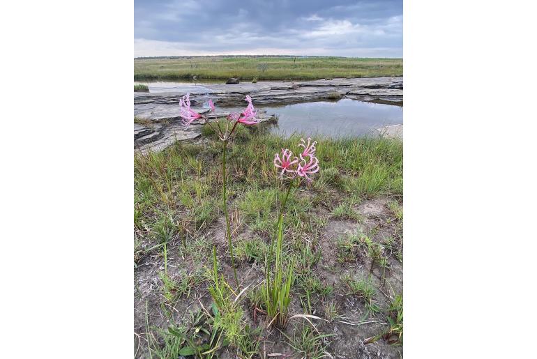 Nerine angustifolia -4571