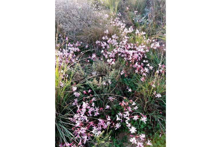 Nerine humilis -4572