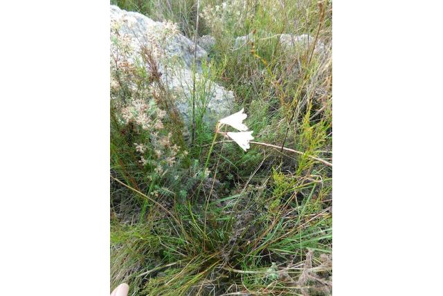 Krimpende nerine