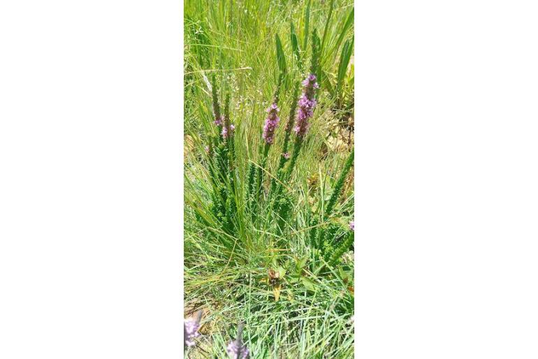 Ammannia sagittifolia -4574