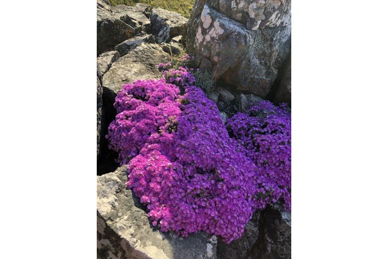 Oscularia caulescens 4593