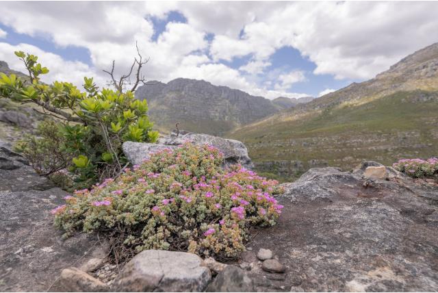 Driehoekig blad Oscularia