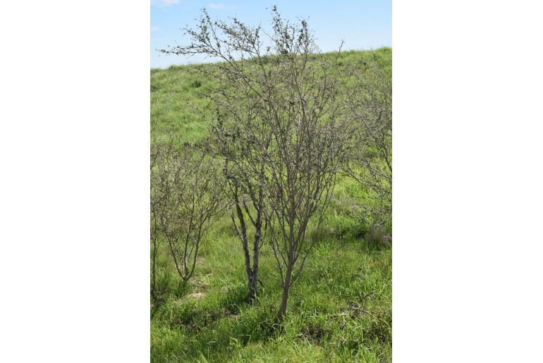 Psoralea hirta -4598