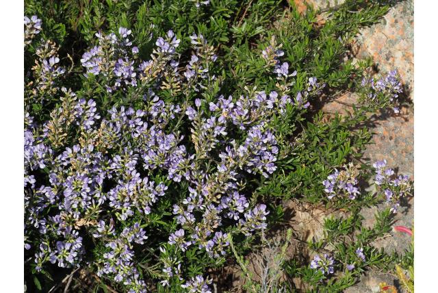Tros otholobium