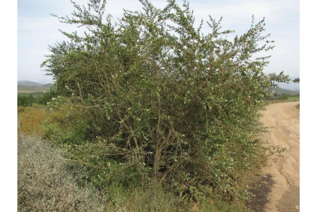 Gestreepte otholobium