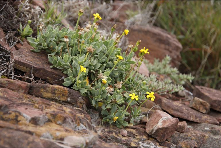 Othonna arborescens 4606