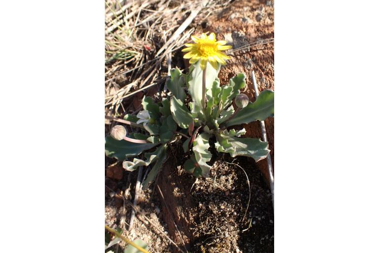 Othonna auriculifolia 4607