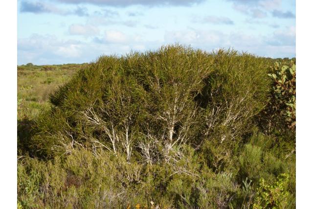 Erg smalblad Eucalyptus
