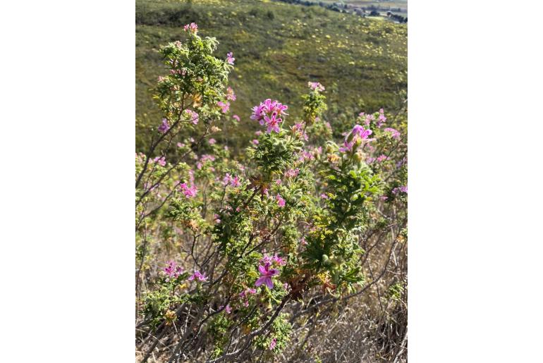 Pelargonium glutinosum -4613
