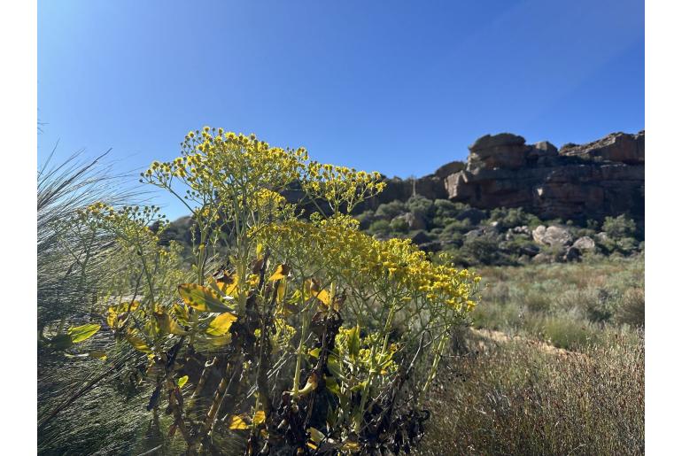 Othonna parviflora 4617