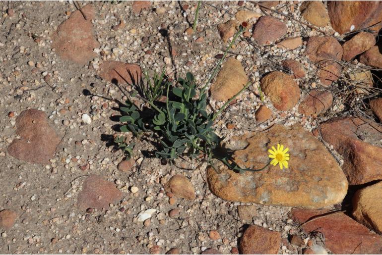 Othonna pinnata 4618