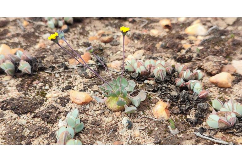 Crassothonna cacalioides 4620