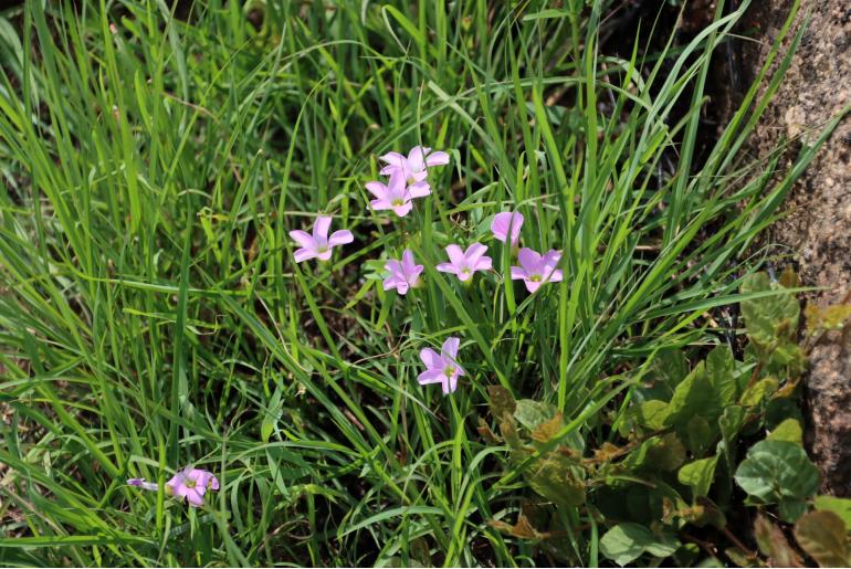 Oxalis smithiana -4621