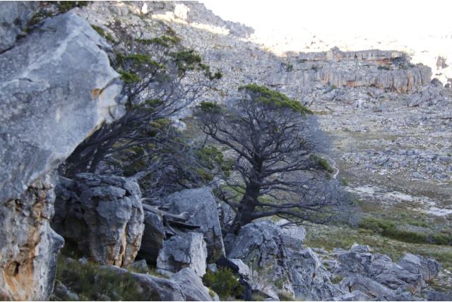 Clanwilliam cipres