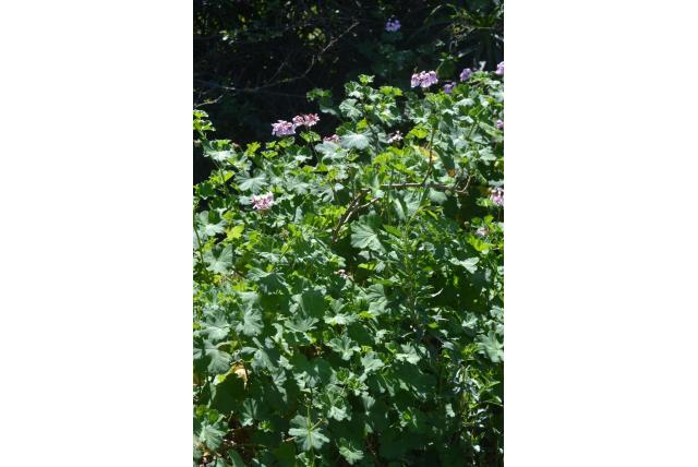 Geranium van de toppen