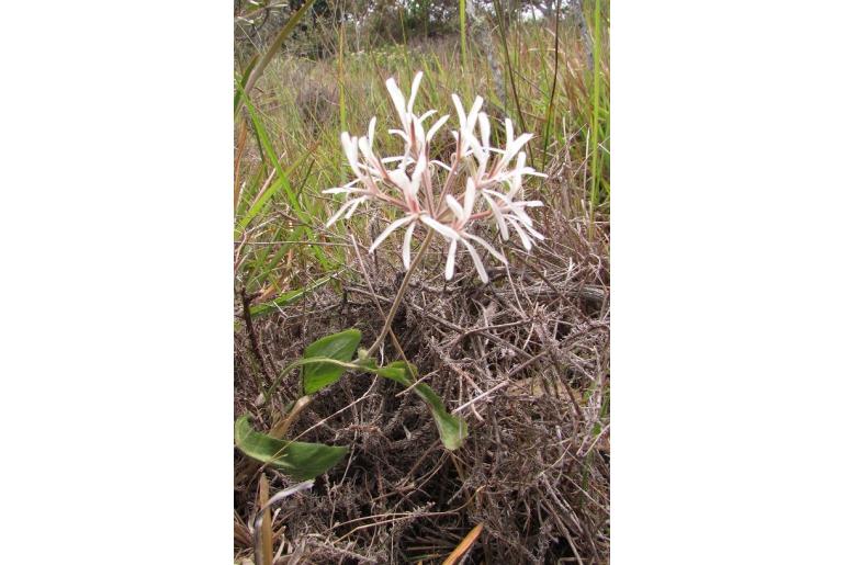 Pelargonium auritum -4641