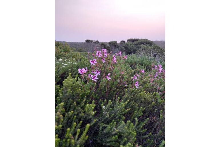 Pelargonium betulinum -4642
