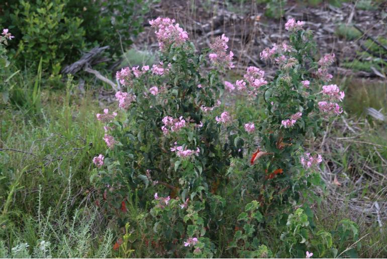 Pelargonium cordifolium 4645