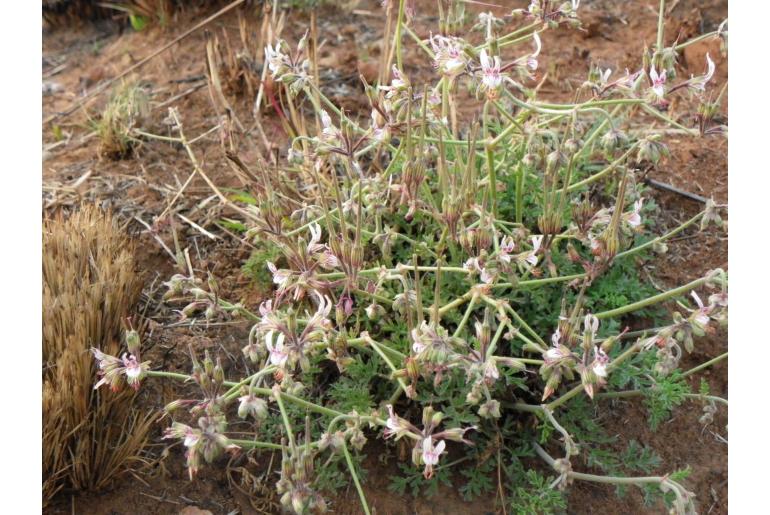 Pelargonium dolomiticum -4648