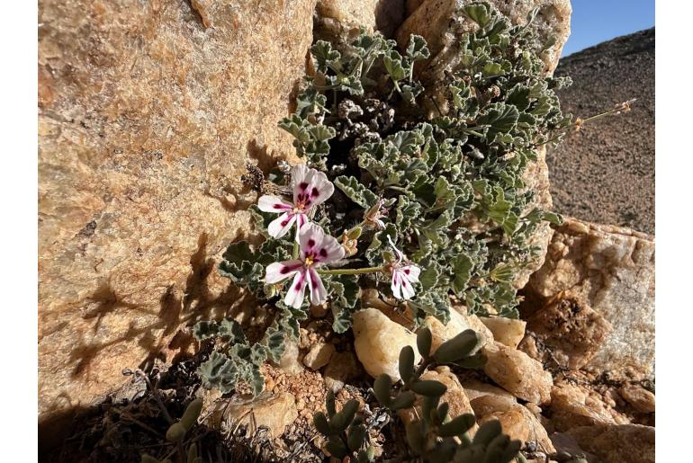 Pelargonium echinatum 4649