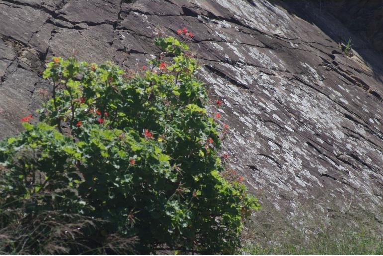 Pelargonium inquinans 4651