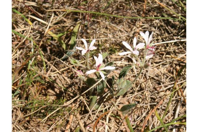 Langbladige geranium