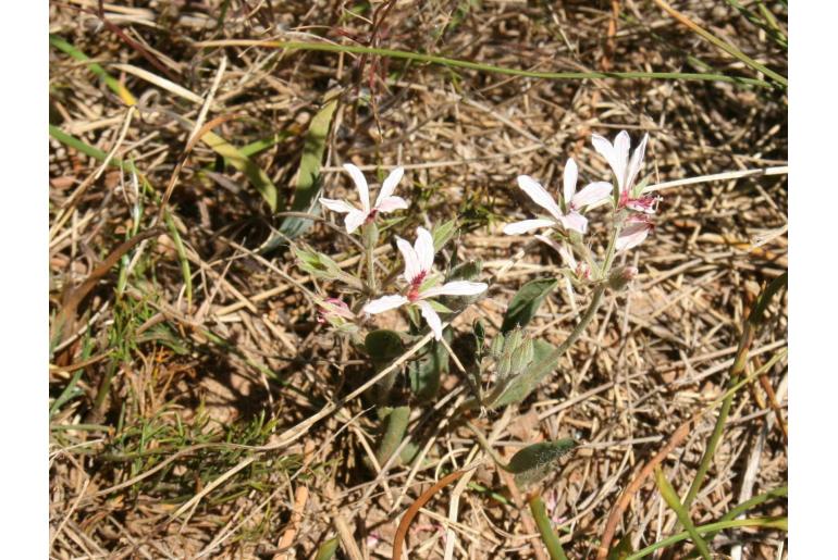 Pelargonium longifolium 4654