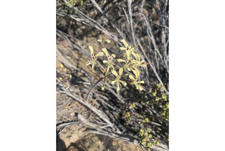 Pelargonium moniliforme 4655