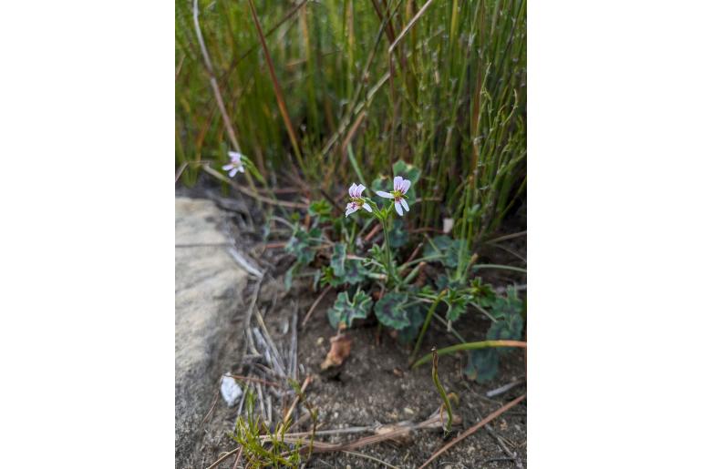 Pelargonium tabulare -4662