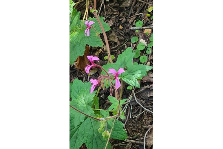Pelargonium transvaalense -4663