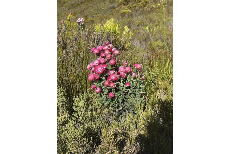 Phaenocoma prolifera 4668